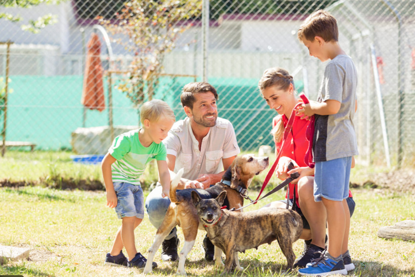 Adopting a Pet vs Buying: Why More Families Choose Adoption